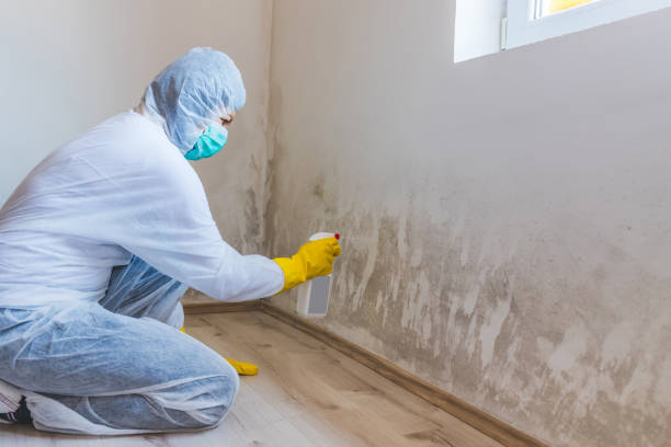 Licensed Mold Remediation service in King George, VA - 24 Hour Mold Removal